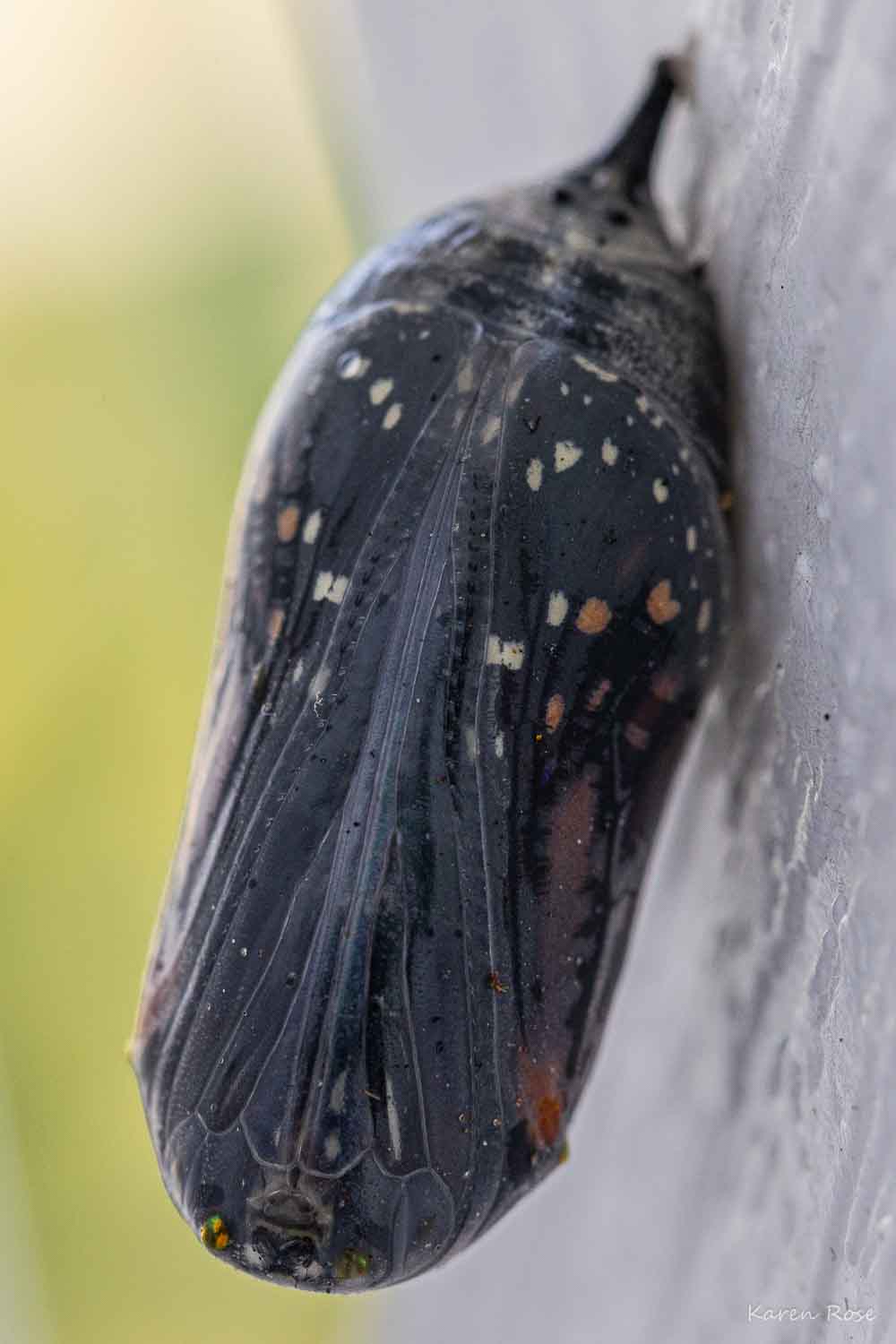Monarch butterfly macro photography