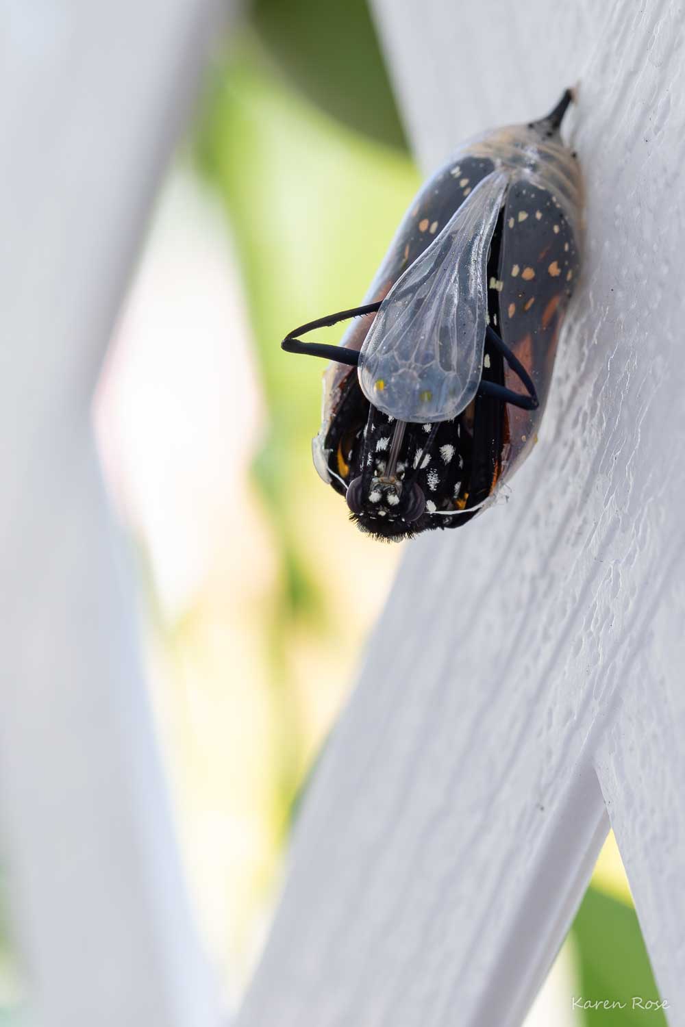 Monarch butterfly chrysalis macro