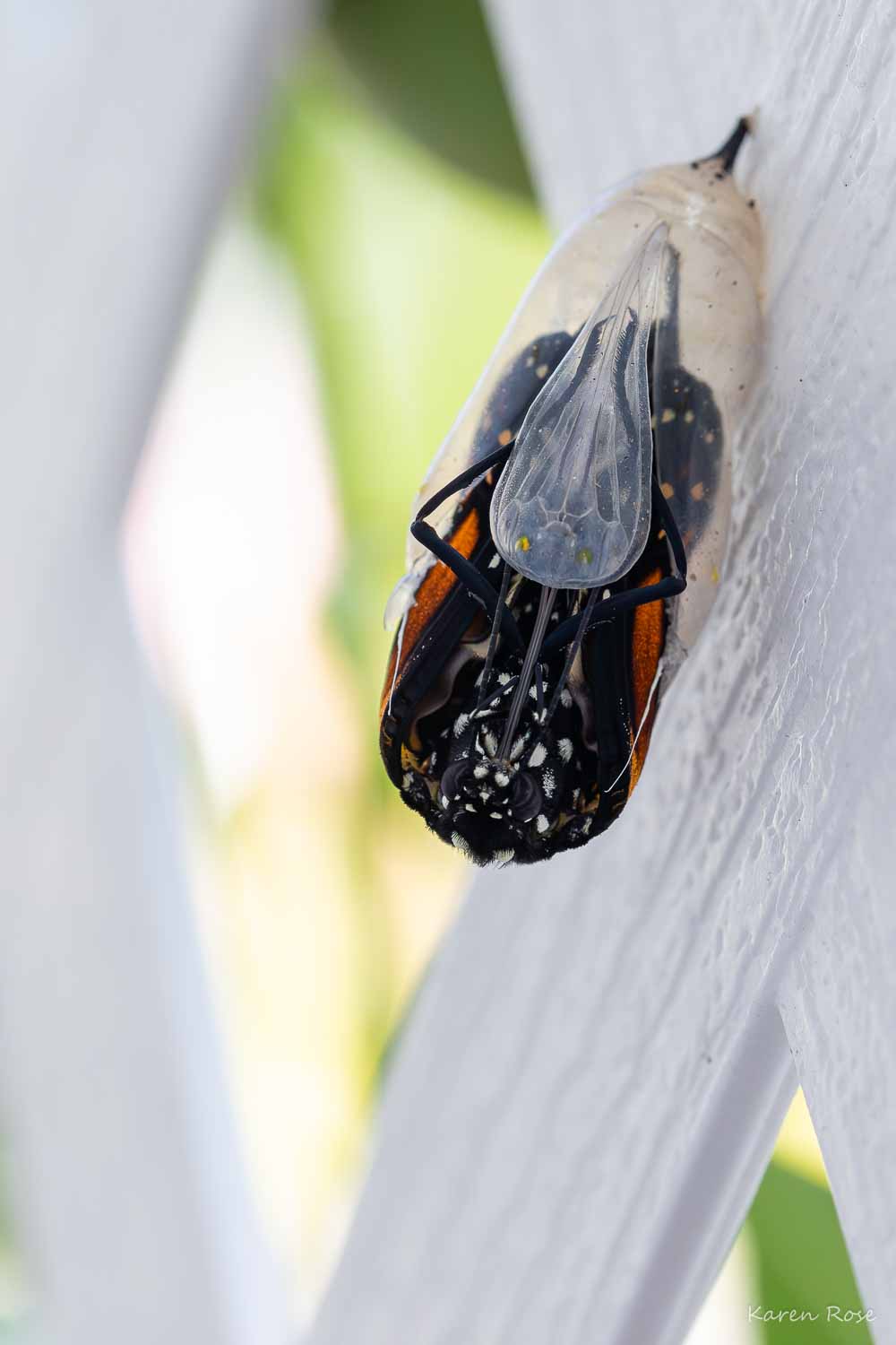 Monarch butterfly emergence